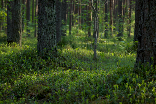 Sunlight filtering through vibrant green forest, highlighting lush vegetation.