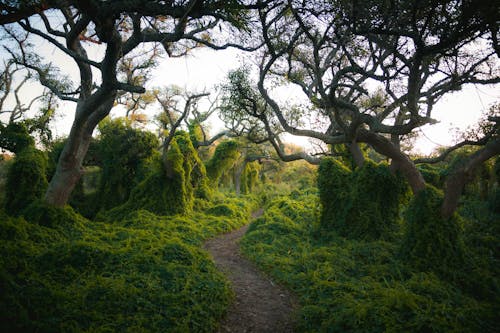 Path between Trees 