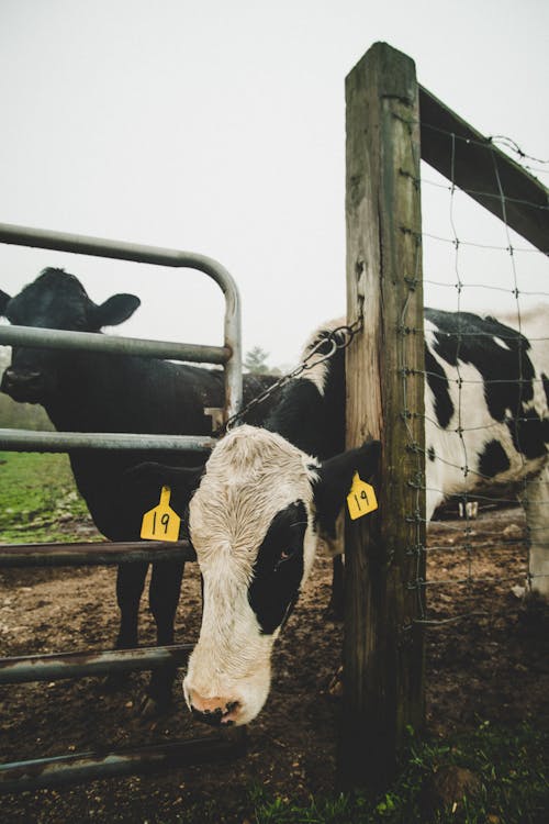 Free Cow behind Gate Stock Photo