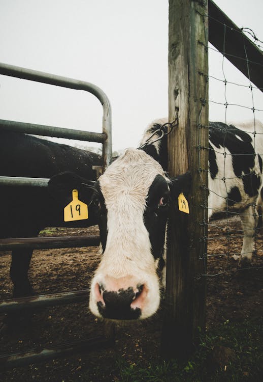 Free Cow on a Farm Stock Photo