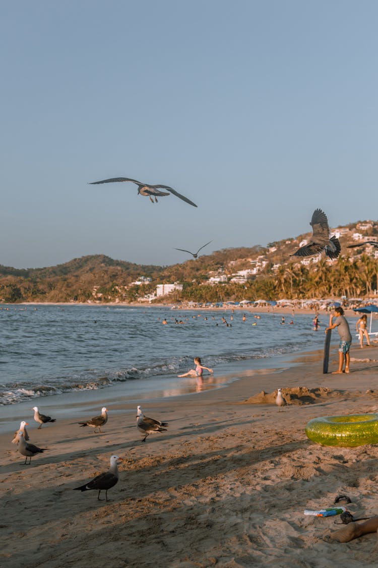 Seagull And People On Beach