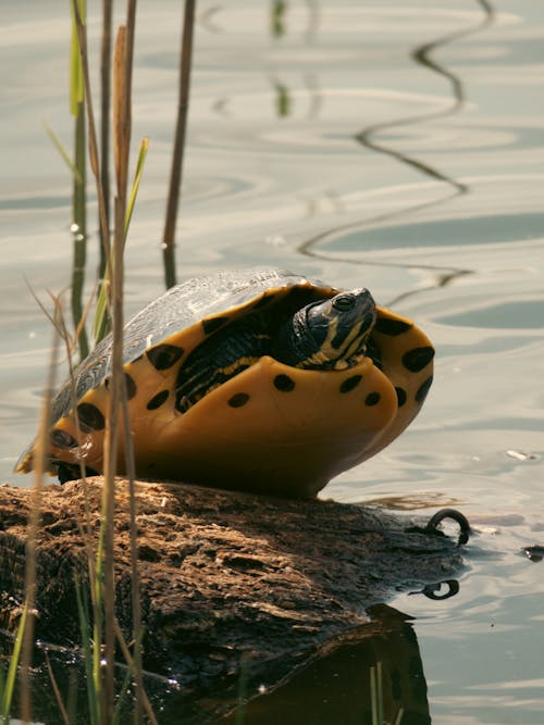 Frog by the Lake 