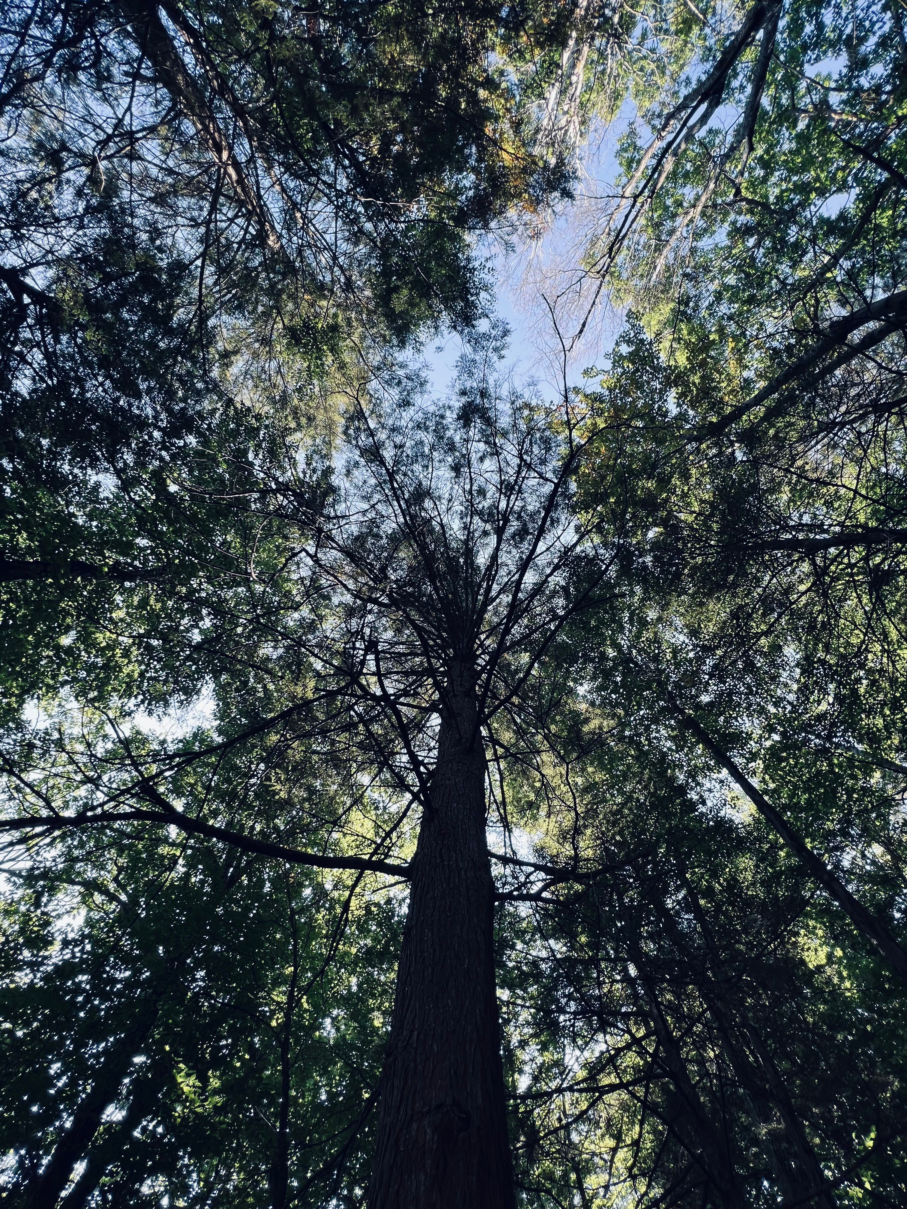 Deciduous Trees in Park · Free Stock Photo