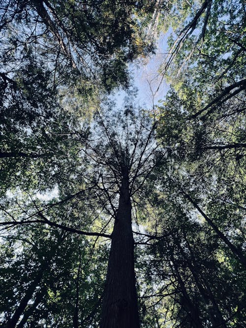 Deciduous Trees in Park