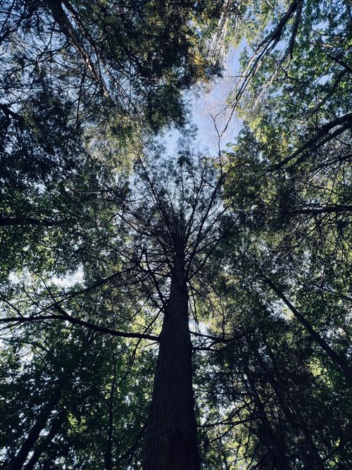 Free Low angle view of lush green trees and sky in a summer forest, capturing nature's beauty. Stock Photo