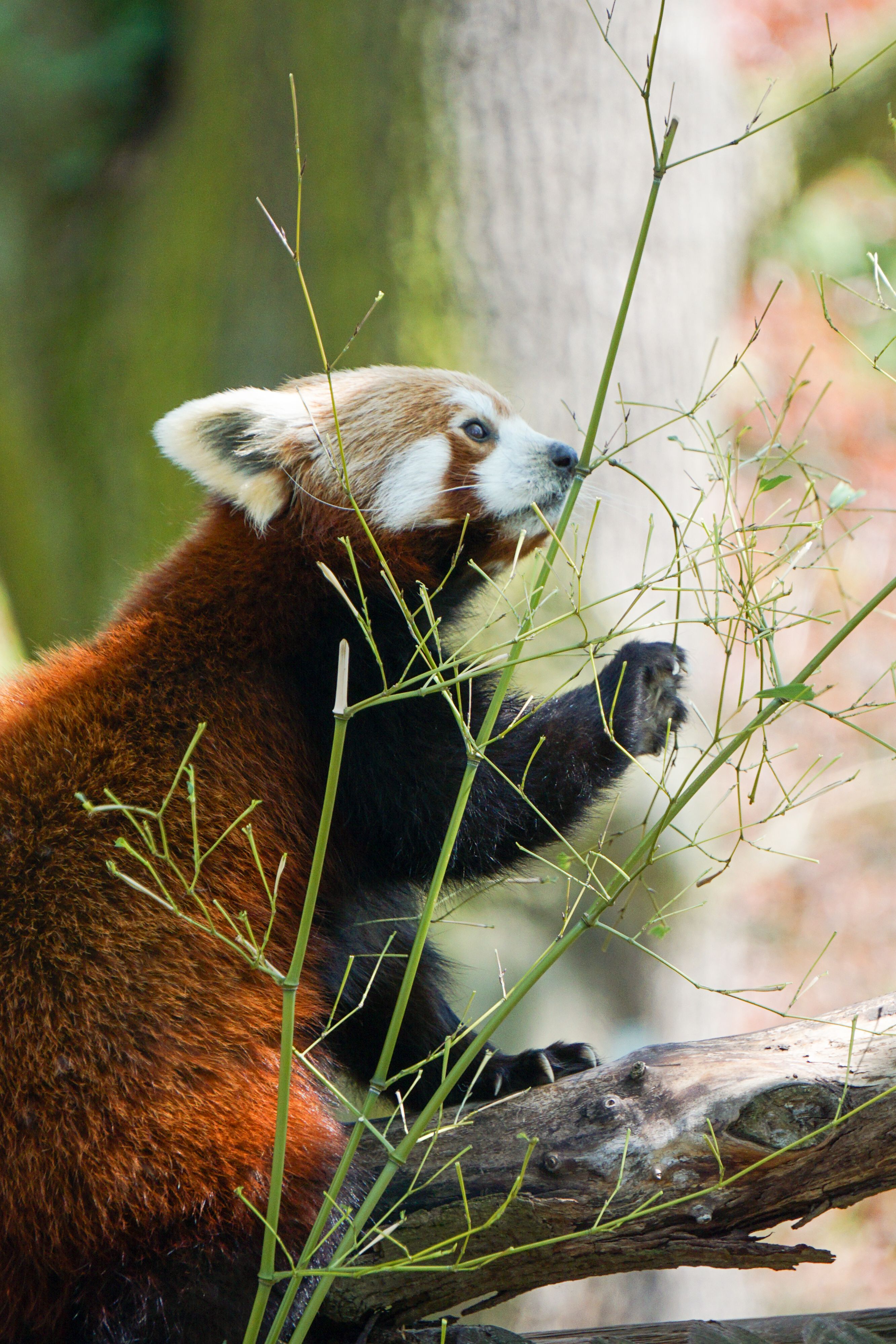 Fotomural Primer plano de un panda rojo mordisqueando bambú en un entorno natural y exuberante.