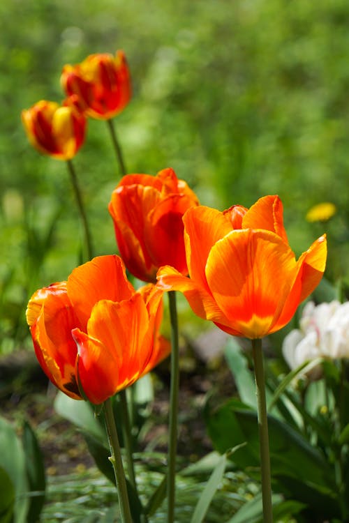 Close up of Orange Tulips