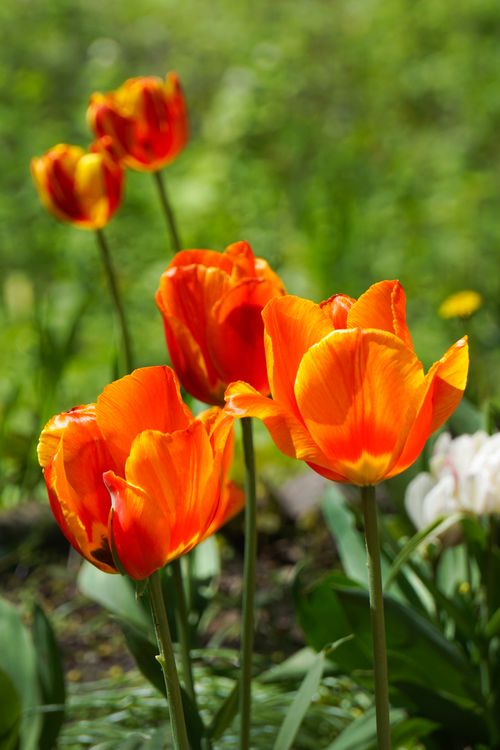 Free Close-up of bright orange tulips blooming in a sunlit garden during spring. Stock Photo