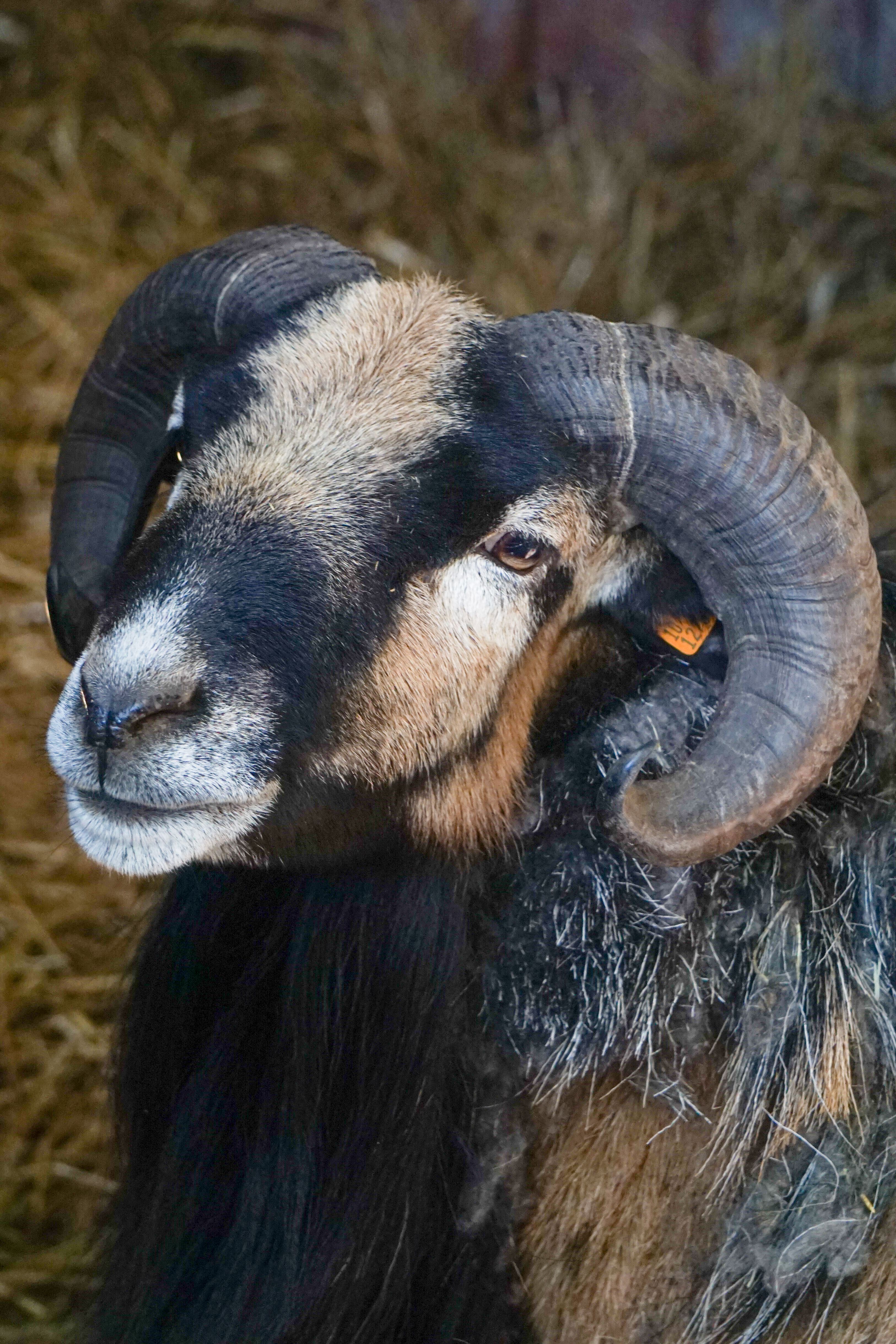 Close-up of a Cameroon sheep with impressive horns in a rustic farm setting.