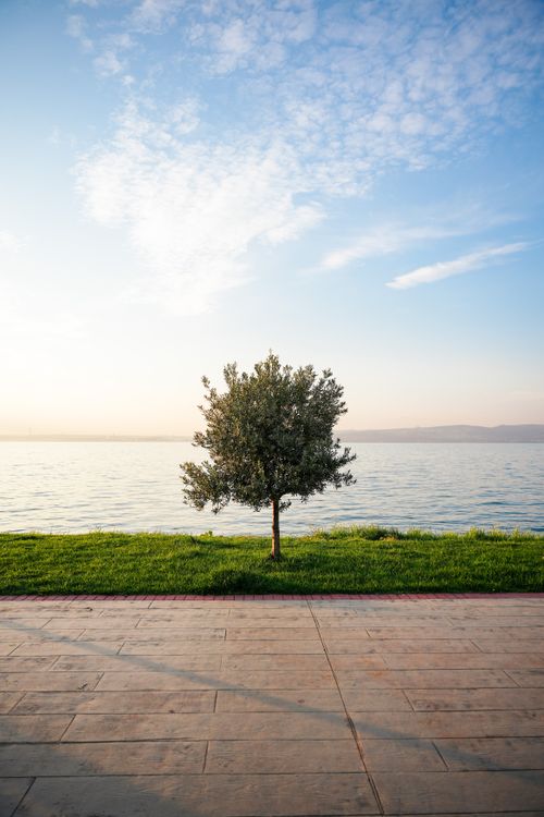 Free Peaceful scene of a tree by a lake during sunrise, with clear skies and calm waters. Stock Photo