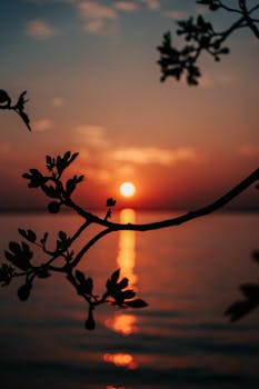 An artistic silhouette of tree branches with a vibrant sunset reflecting on the sea.