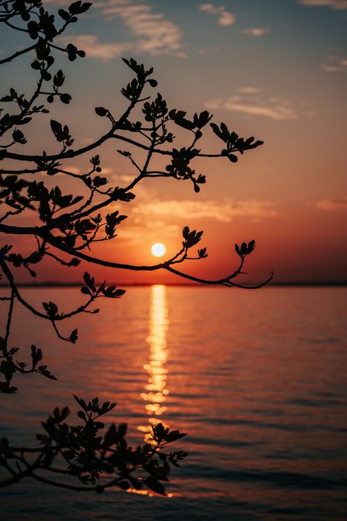 Free Peaceful sunset scene with silhouetted branches over calm water, creating a warm and tranquil atmosphere. Stock Photo