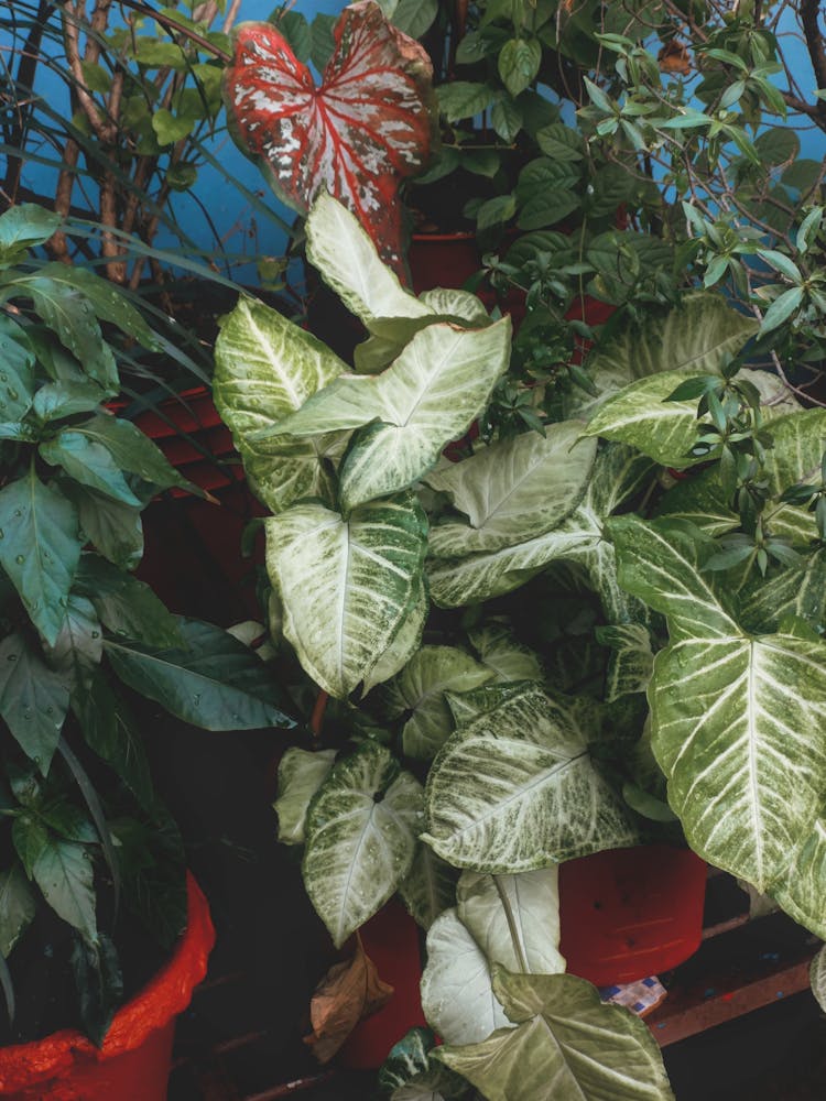 Leaves Of Plants In Flowerpots