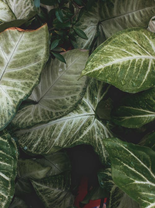 Foto profissional grátis de ecológico, fechar-se, folhas