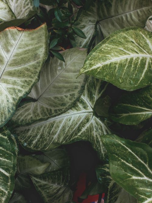 Free Detailed close-up of variegated green leaves displaying rich textures and patterns. Stock Photo