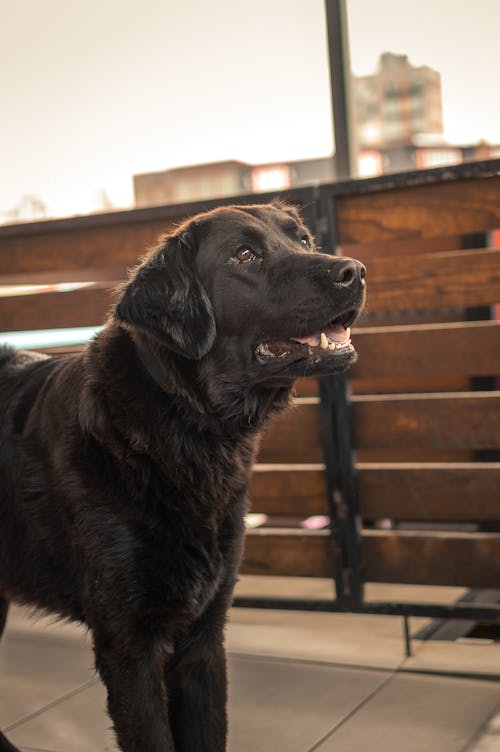 Gratis lagerfoto af dyrefotografering, hoved, hund