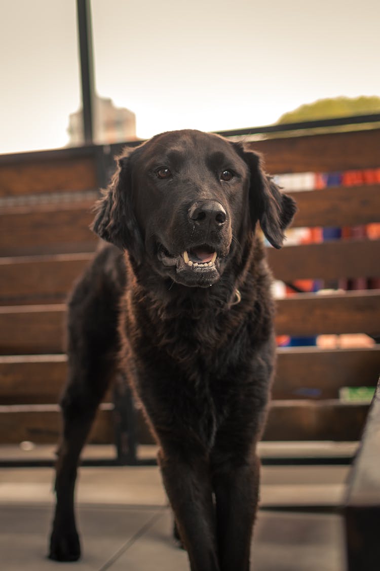 Black Dog Portrait