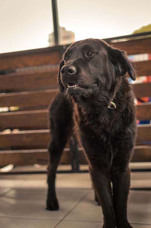 개, 검은색, 동물 사진의 무료 스톡 사진