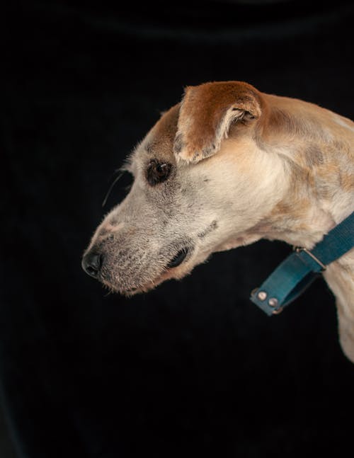 Head of Dog with Green Leash against Black