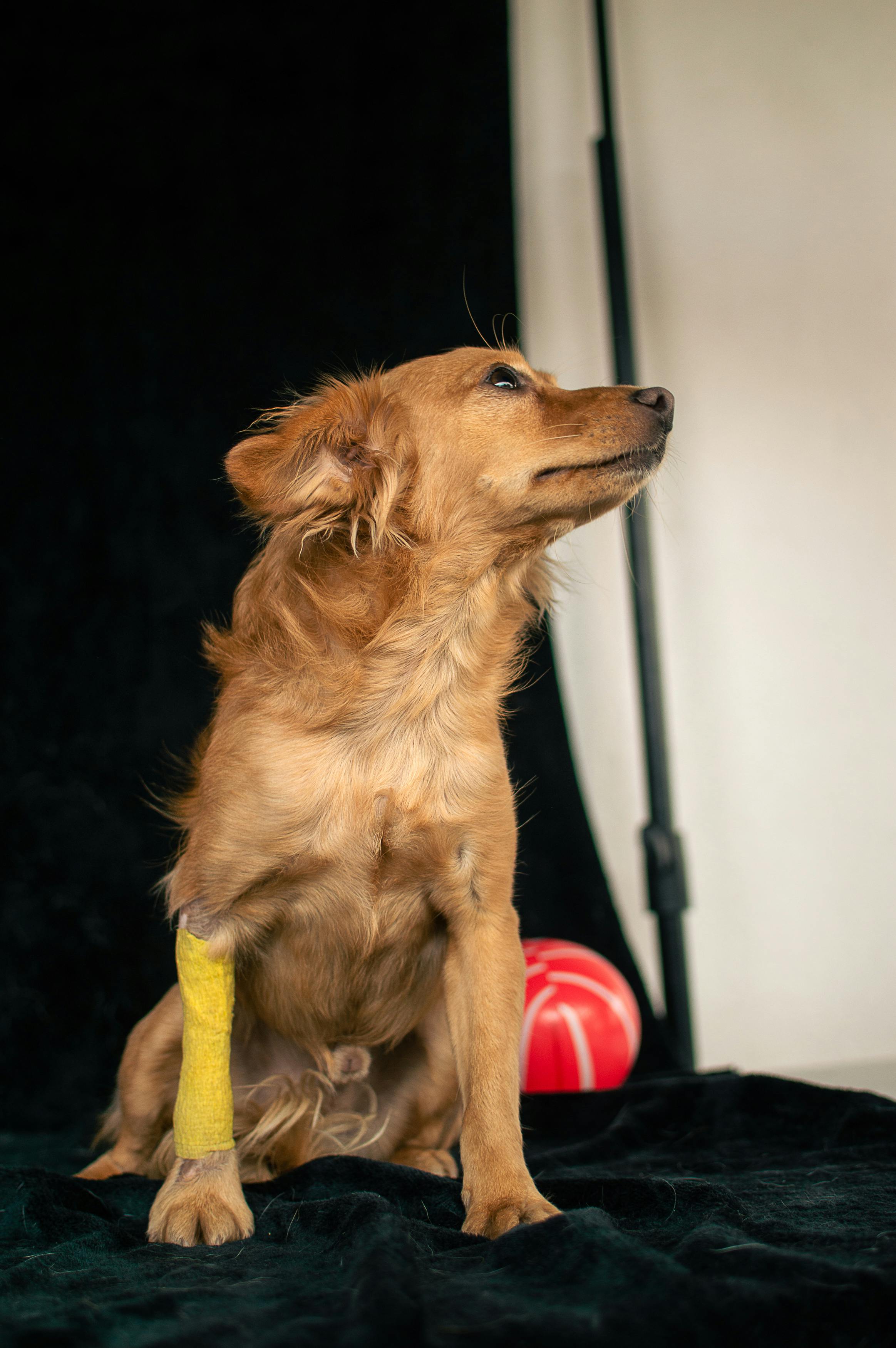 Free A brown dog sitting with a yellow bandage on its leg, shot in a studio with selective focus. Stock Photo