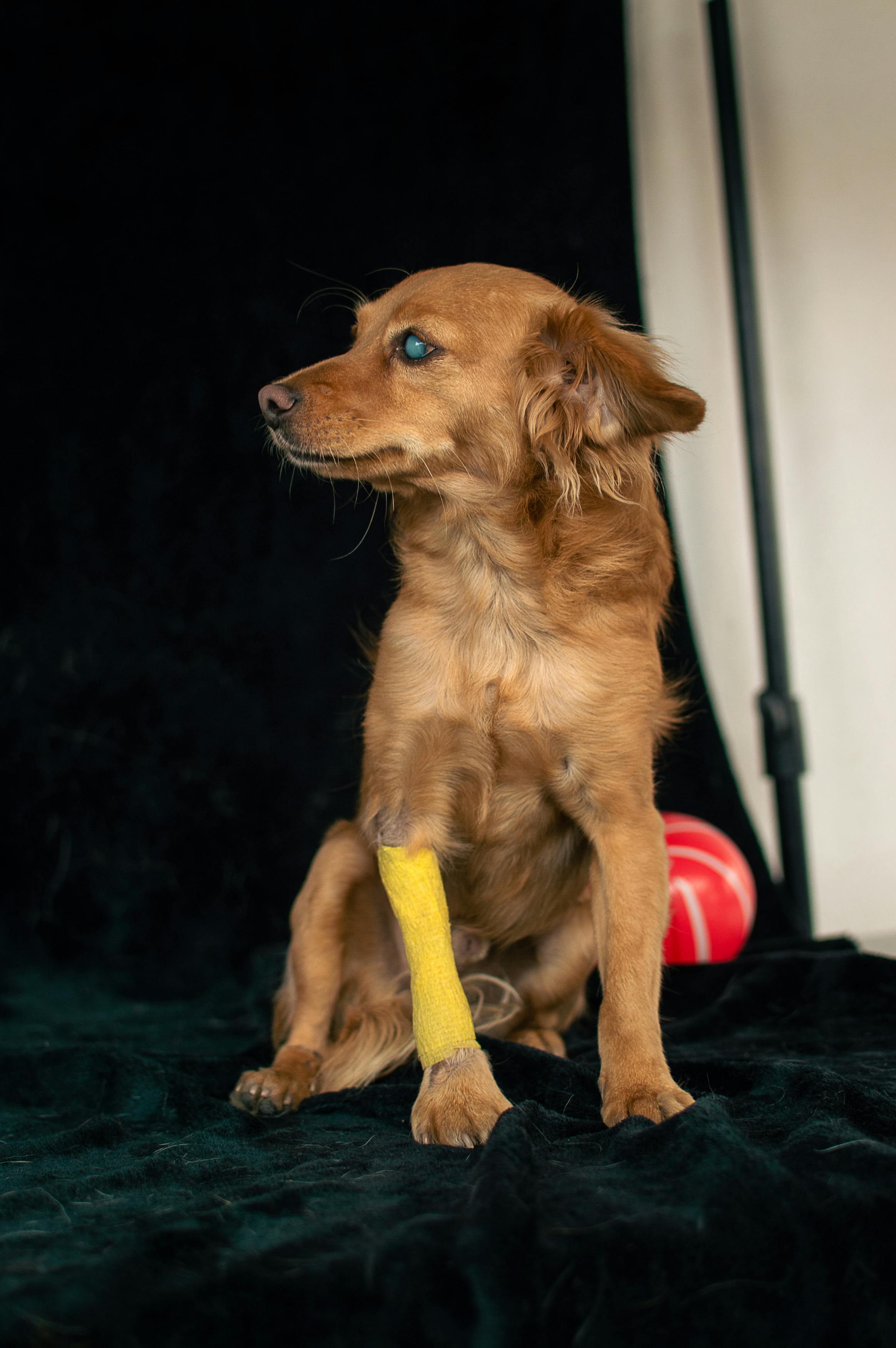 Free A small brown dog with a yellow bandage sits against a dark backdrop, looking to the side. Stock Photo
