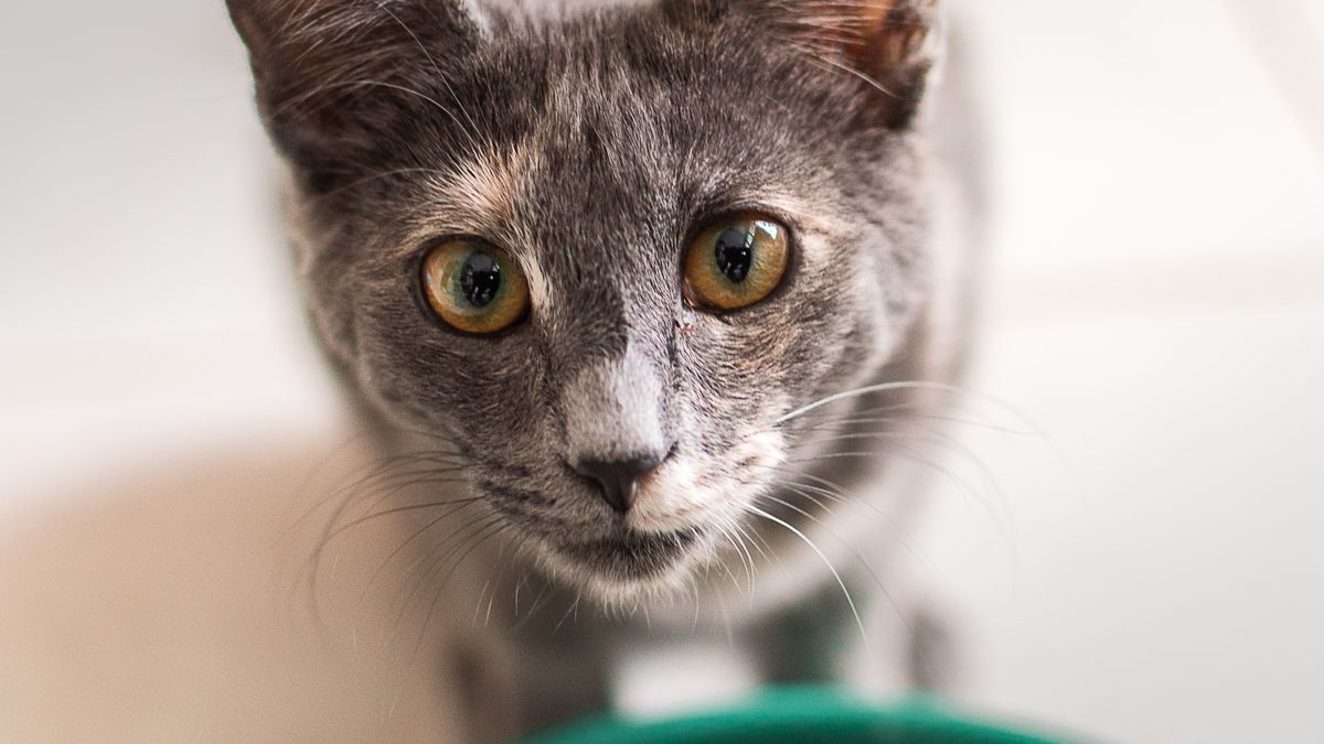 Mi gato no come: posibles causas y cuándo es urgente