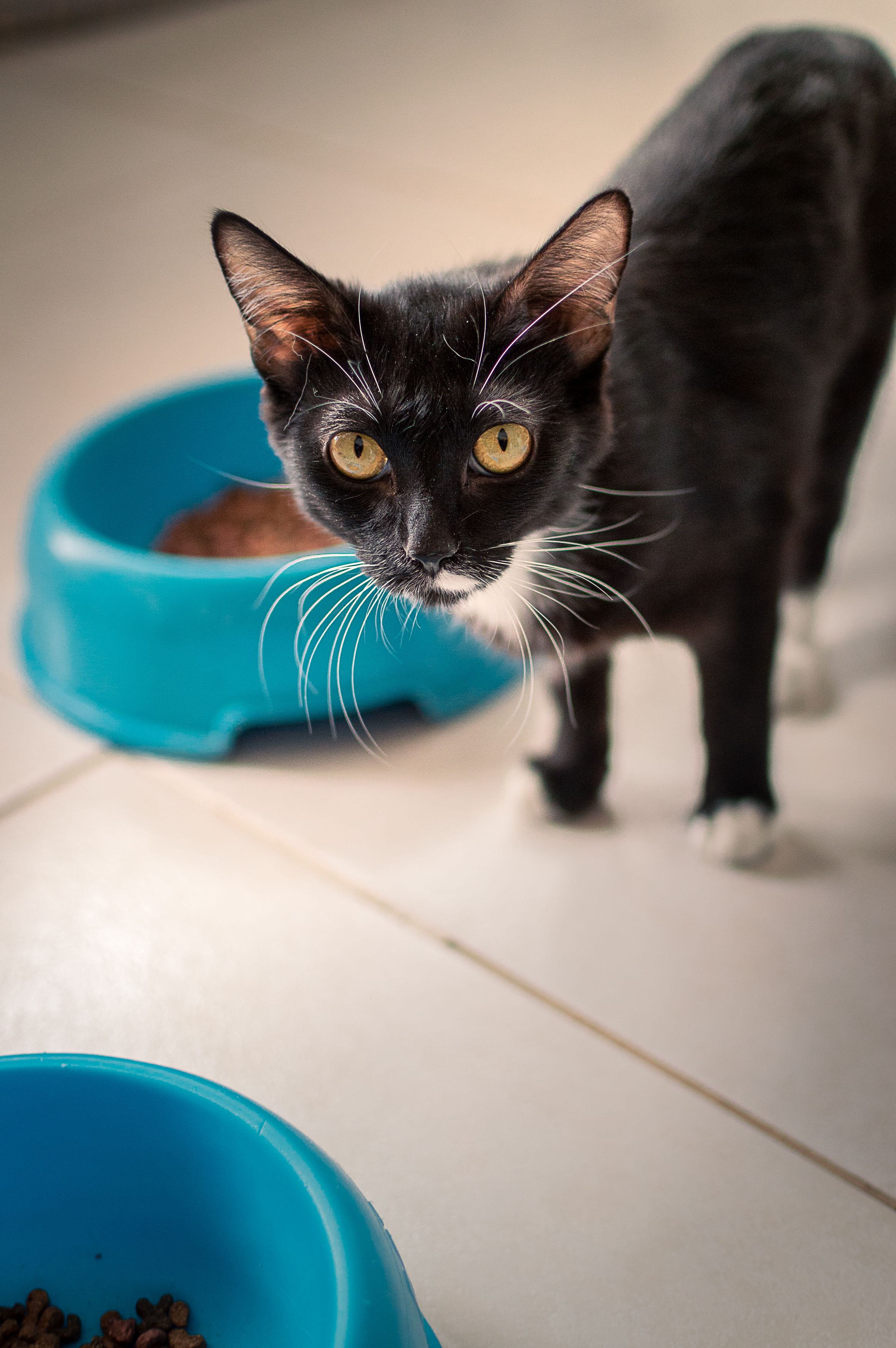Ração para Gatos Filhotes (7,5kg)