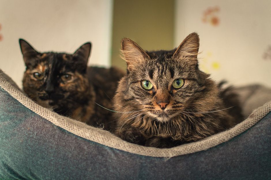 Two cats lounging on a soft bed inside, offering a warm and cozy atmosphere.