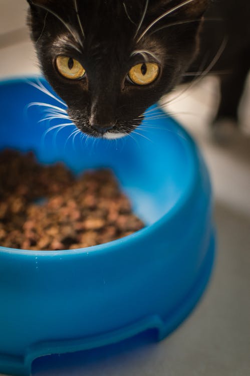 Free Black Cat Head over Bowl of Food Stock Photo