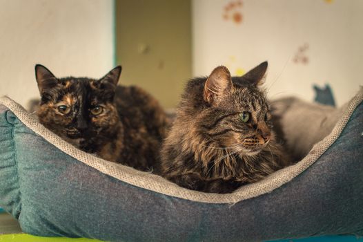 Two beautiful cats lying together in a soft bed, exuding warmth and comfort indoors.