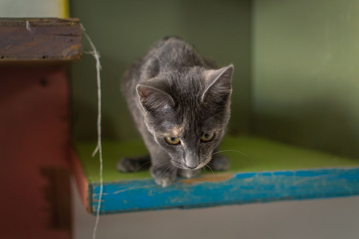Space-saving cat wall furniture designed for apartment living