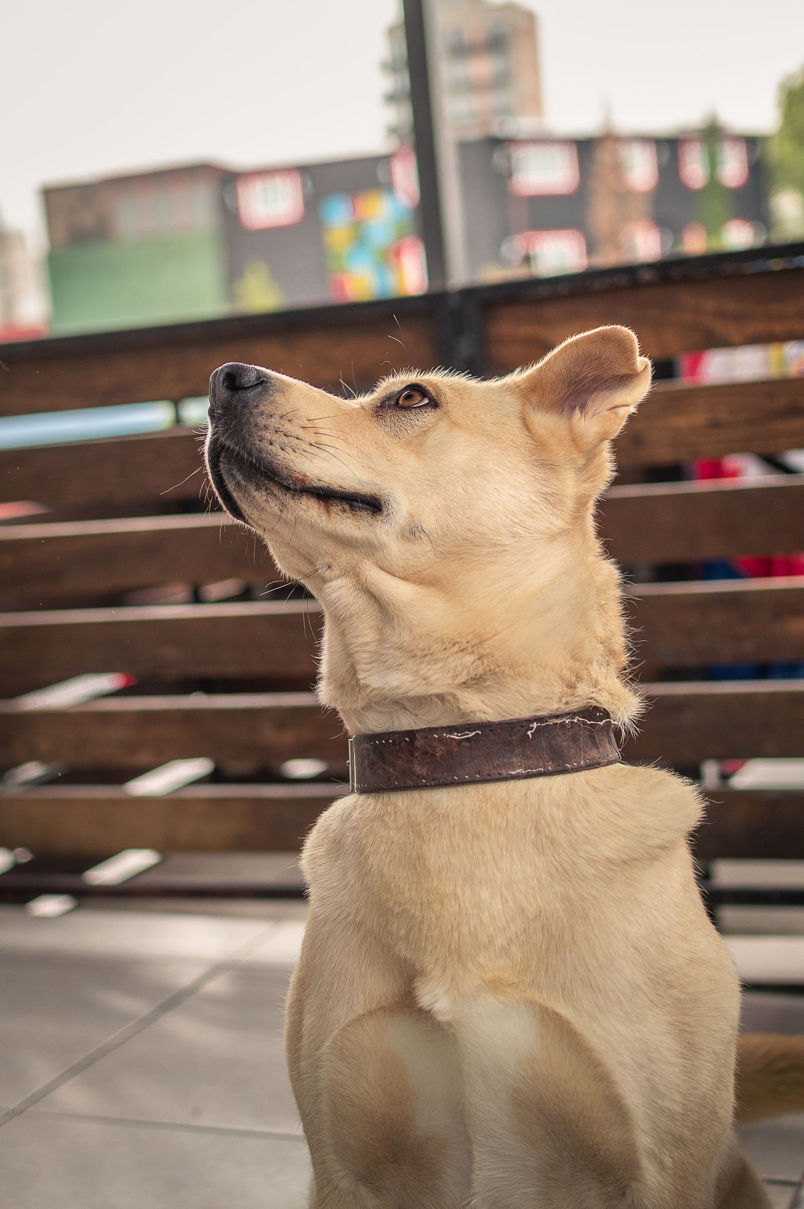 Close-up of a dog wearing a collar outdoors.