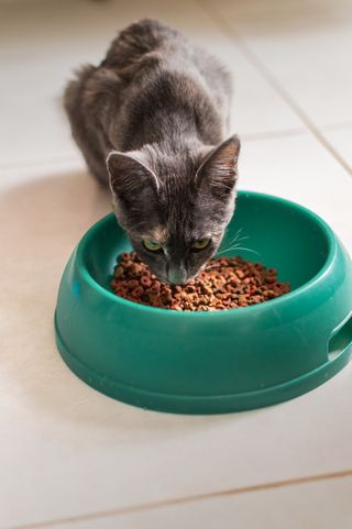 A grey cat eating from a green bowl &mdash; photo by Eduardo L&oacute;pez on Pexels