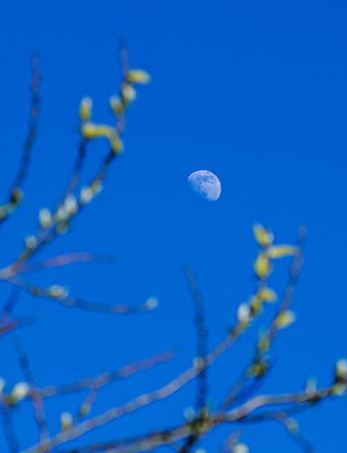 Moon on Clear Sky over Branches