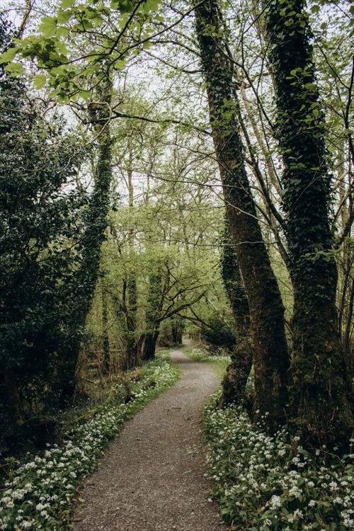 View of a Path in a Forest · Free Stock Photo