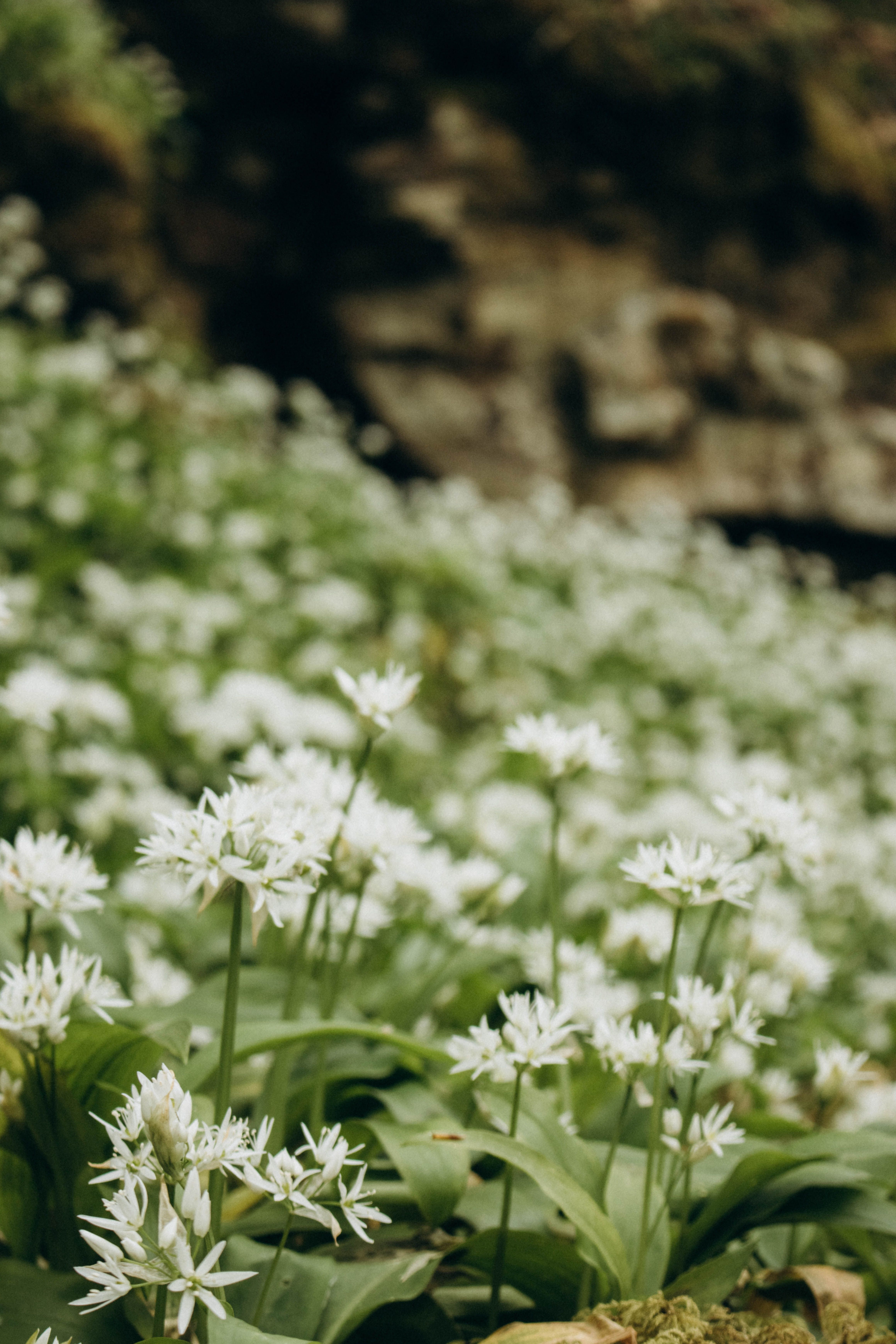 Close up of White Flowers · Free Stock Photo