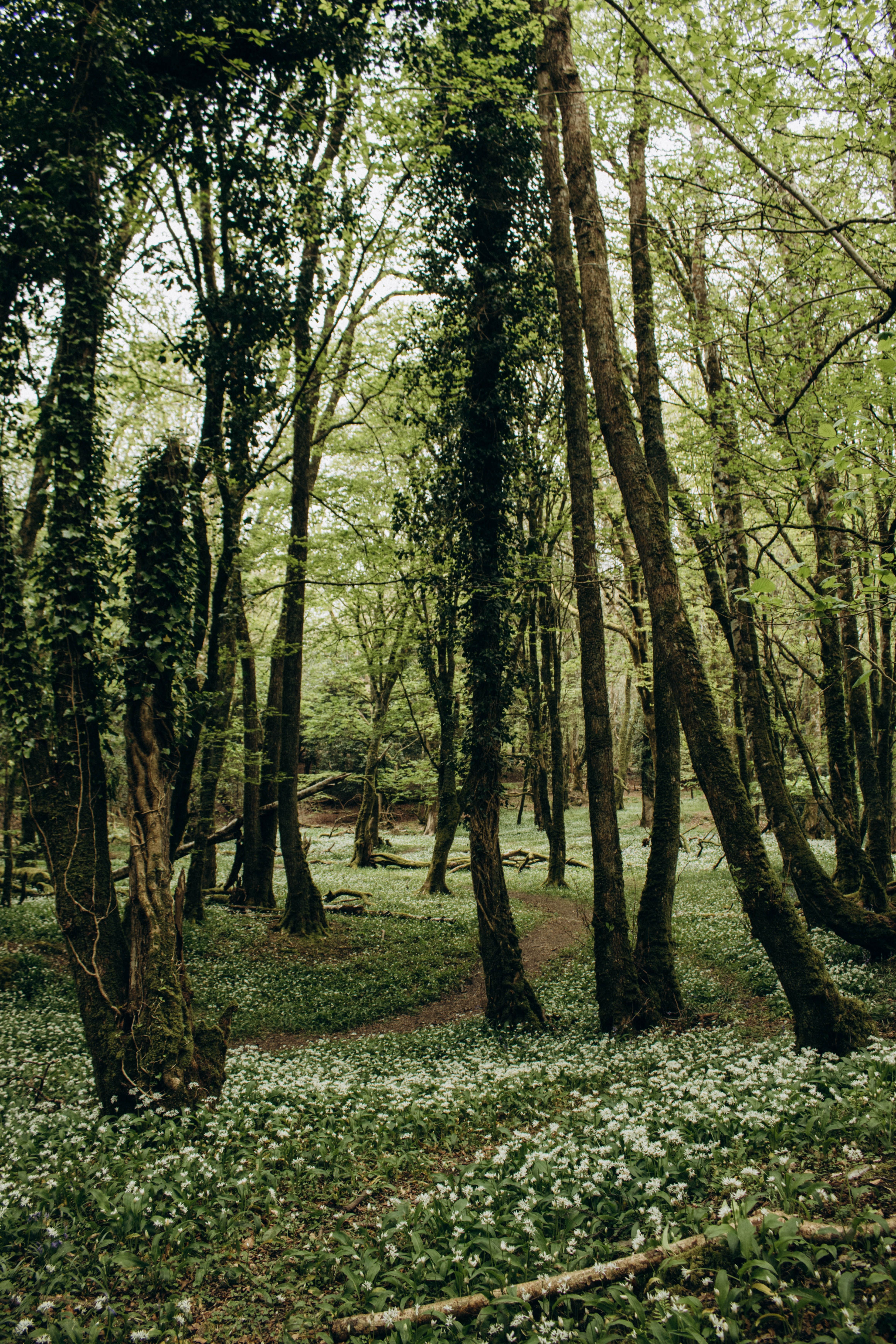 Flowers and Trees in Forest · Free Stock Photo