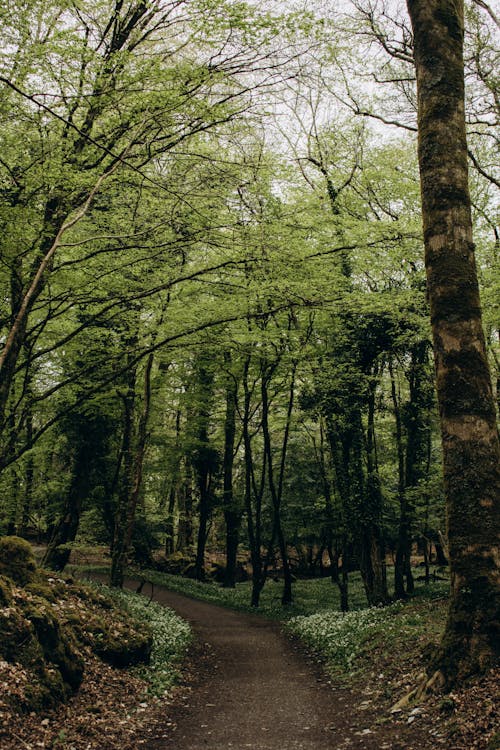Základová fotografie zdarma na téma cesta, dřevo, les