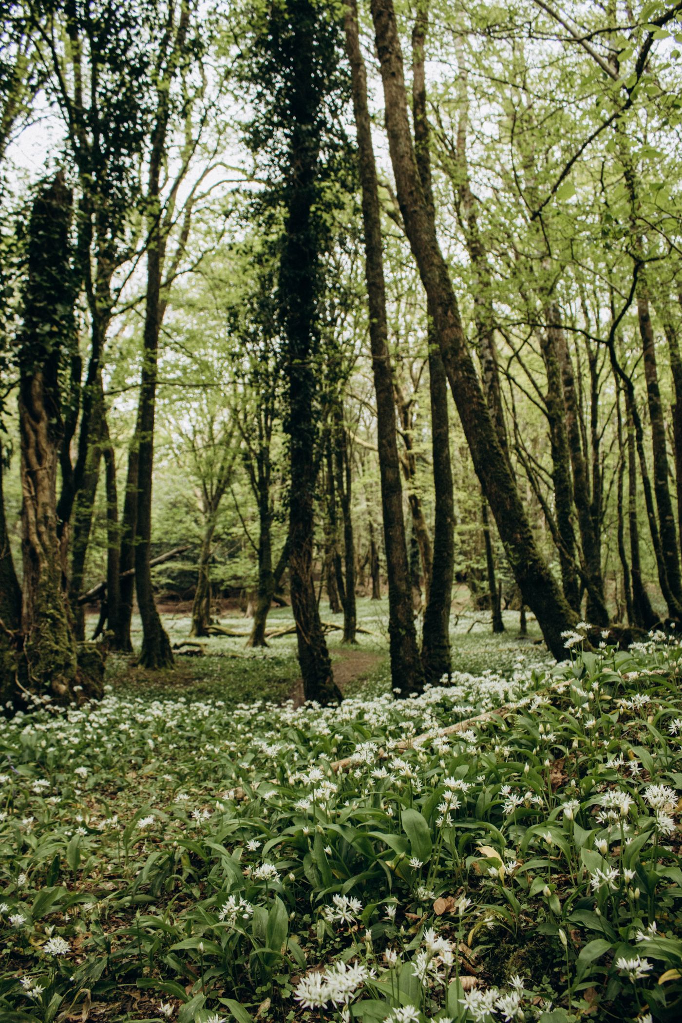 Green woodland and spring wildflowers