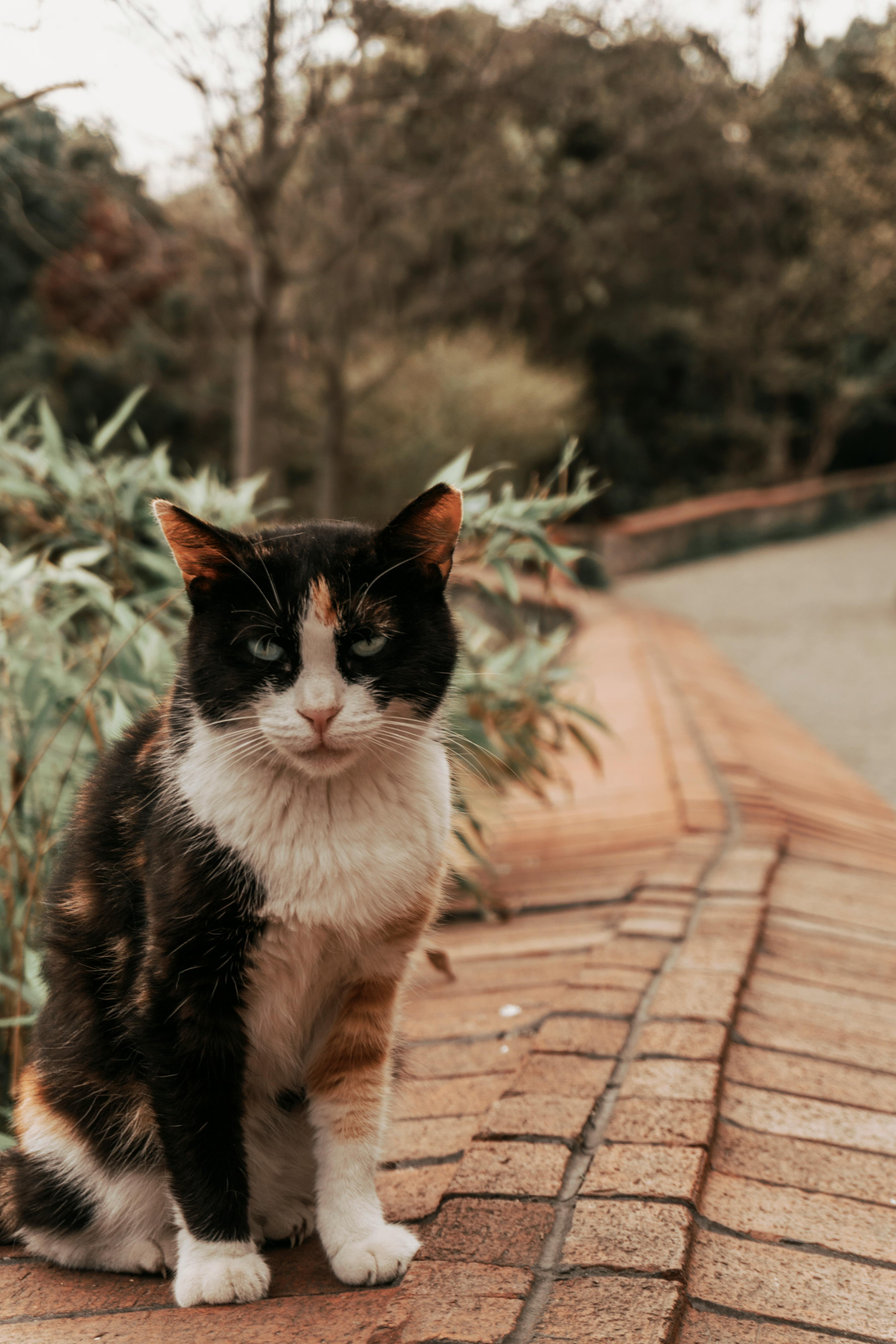 close up of sitting cat