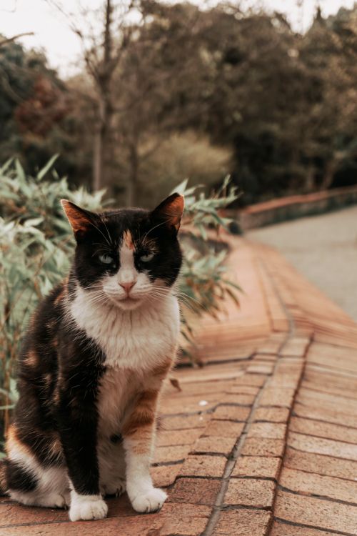 Free A beautiful calico cat sits on a brick path surrounded by lush greenery in an outdoor setting. Stock Photo