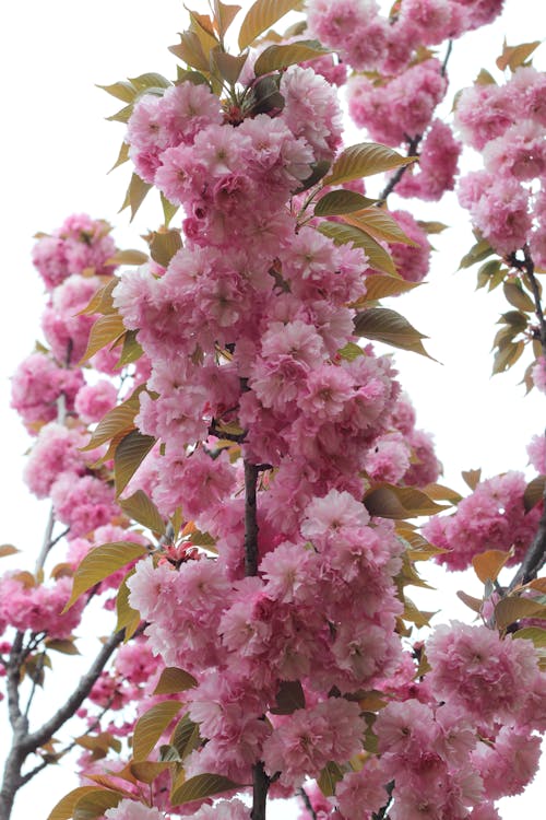 A Tree Branch in Spring 