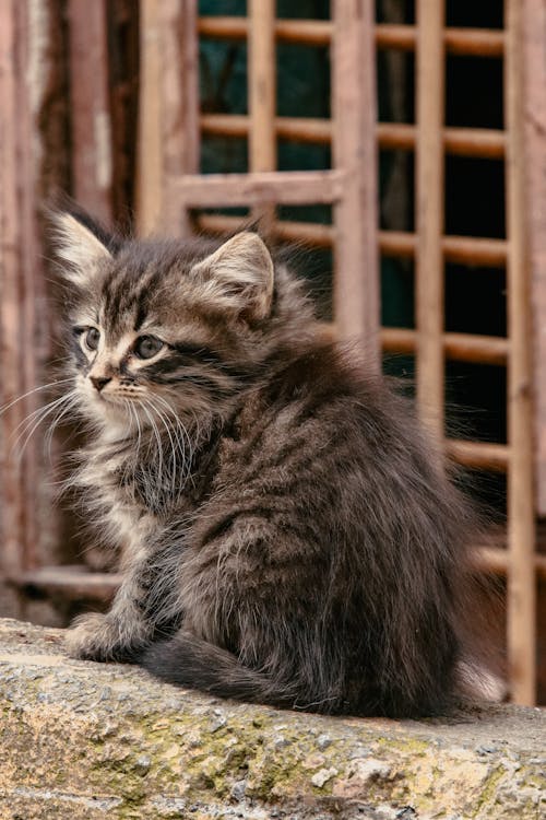 A Cat Sitting Outdoors