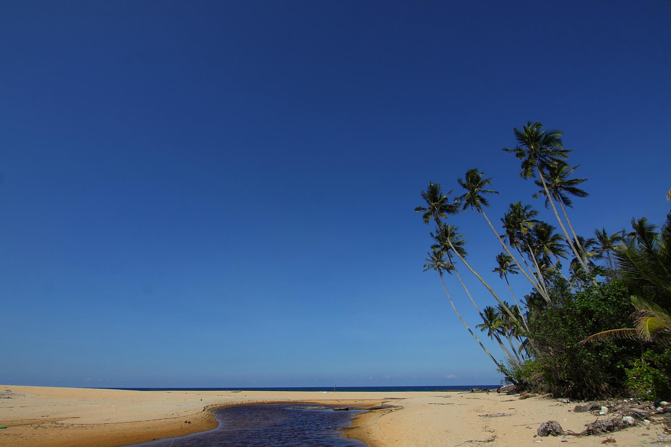 Brown Sandy Beach With Coconut Trees · Free Stock Photo