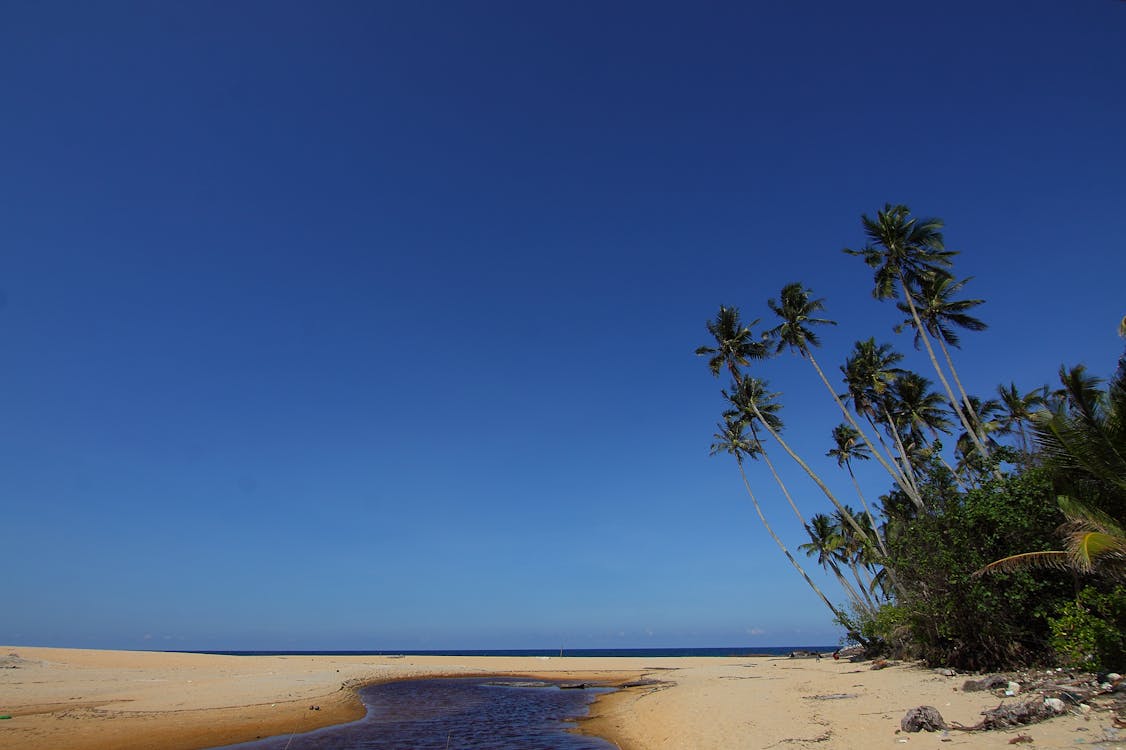 무료 코코넛 나무와 갈색 모래 해변 스톡 사진
