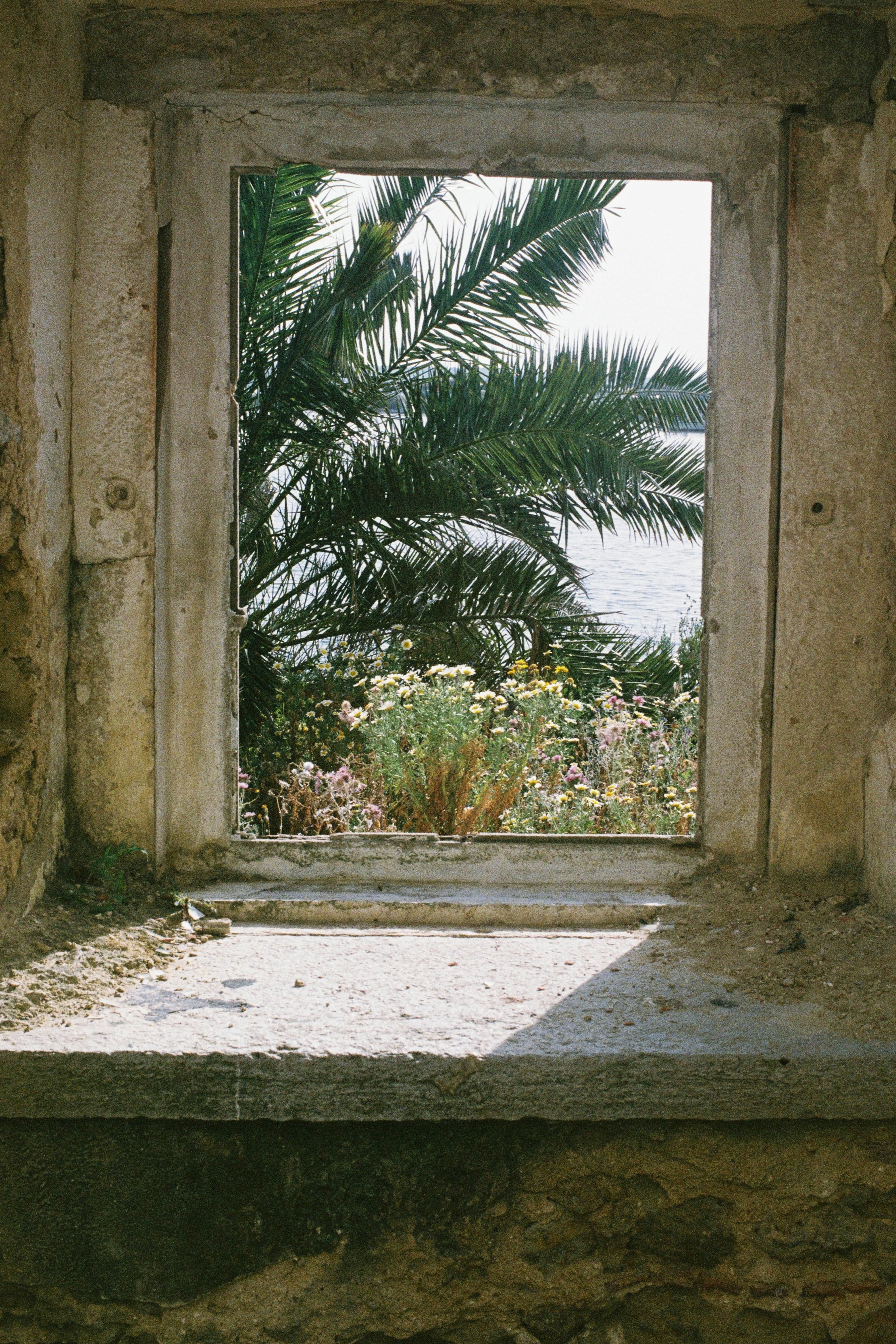 View of palm trees and flowers through an old window in Lisbon, creating a serene and timeless scene.