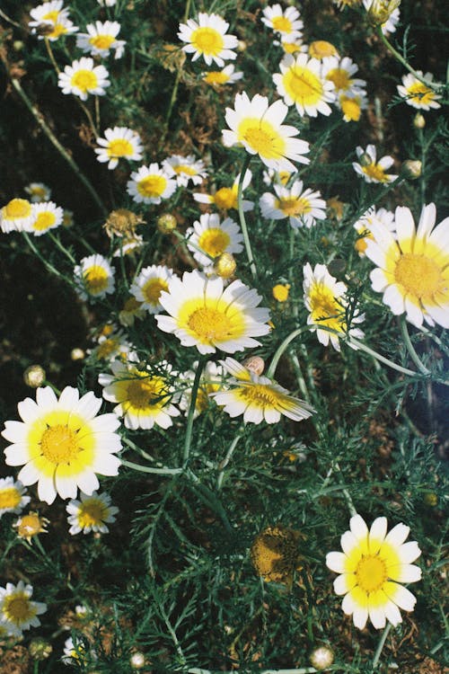 çekilmiş, Çiçekler, dikey atış içeren Ücretsiz stok fotoğraf