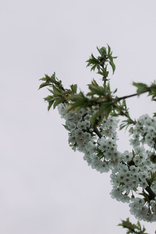 Cherry Blossom Branch with White Flowers