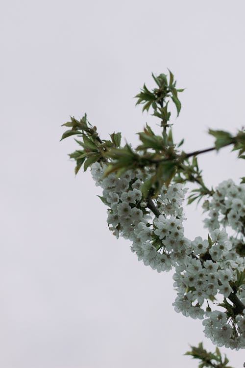 Gratis lagerfoto af blomstrende, blomstring, fjeder