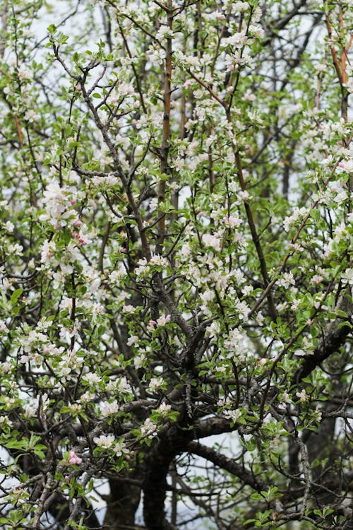 Close-up of an Apple Blossom 